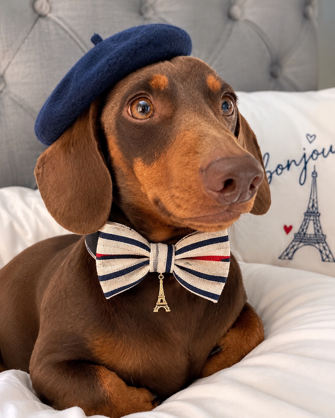 Pintxo, a chocolate miniature dachshund wearing a navy beret and a striped bow tie